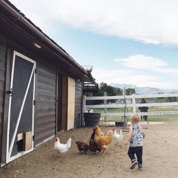 penny-ranch-chickens