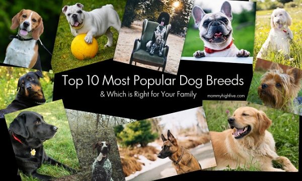 Top 10 Most Popular Dog Breeds & Which is Right for Your Family