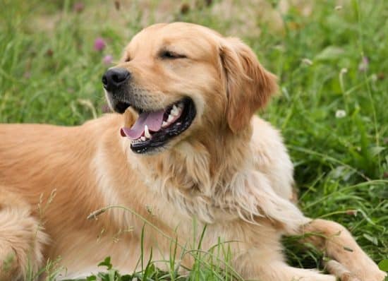 Best dogs for families Golden Retriever