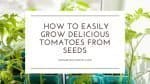 How to Grow Delicious Tomatoes from Seeds