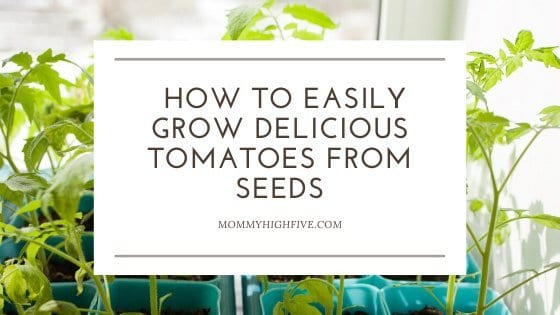 How to Grow Tomatoes from Seeds