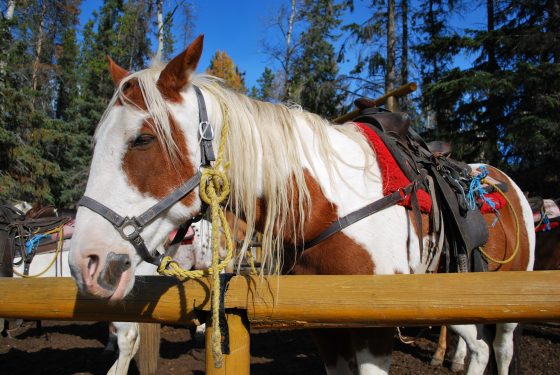Horseback riding in Jackson Hole scaled e1609438682696