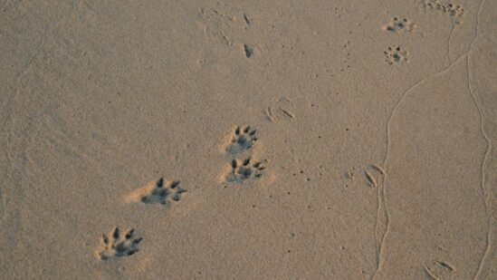 Looking for animal tracks